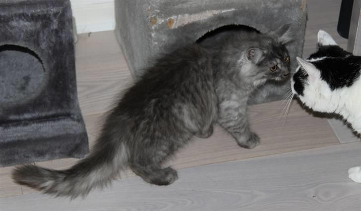 Maine Coon Frida *Flyttet* billede 17