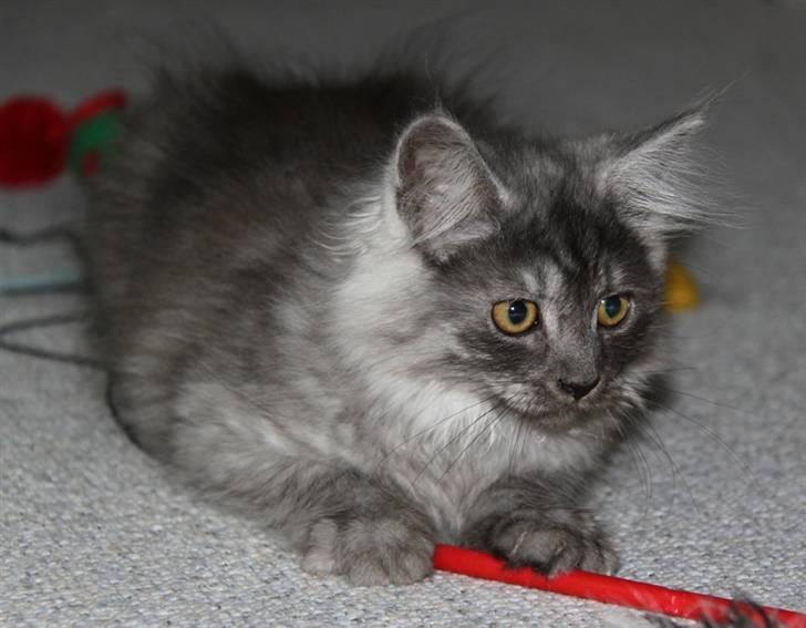 Maine Coon Frida *Flyttet* billede 18