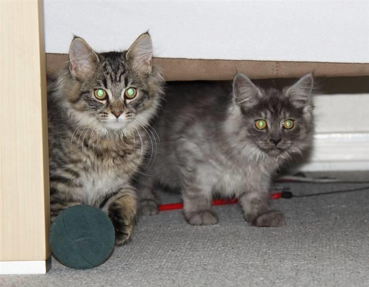 Maine Coon Frida *Flyttet* billede 19