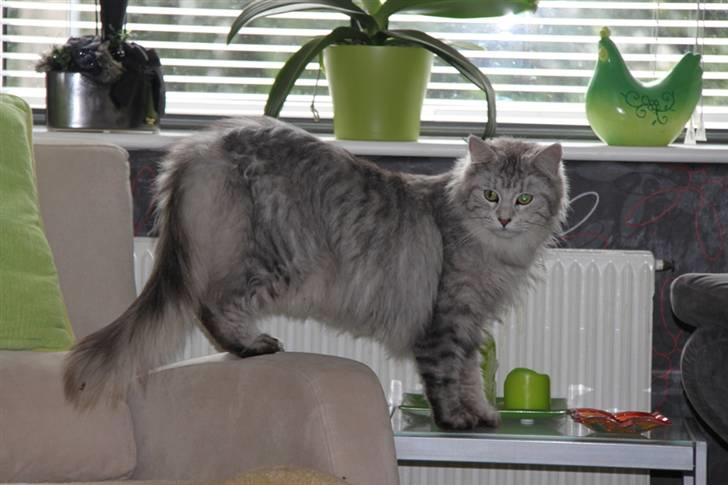 Maine Coon Frida *Flyttet* - Frida´s mor :) billede 20