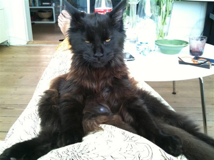 Maine Coon Martha billede 6