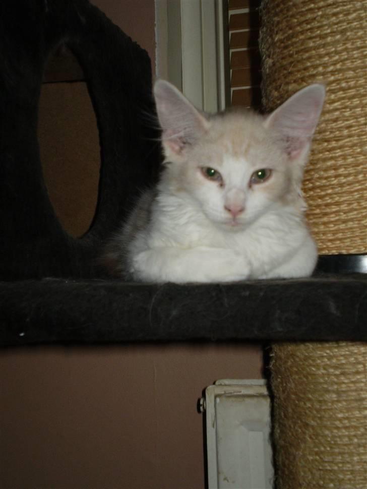 Maine Coon Lykkekatte Jersey billede 9