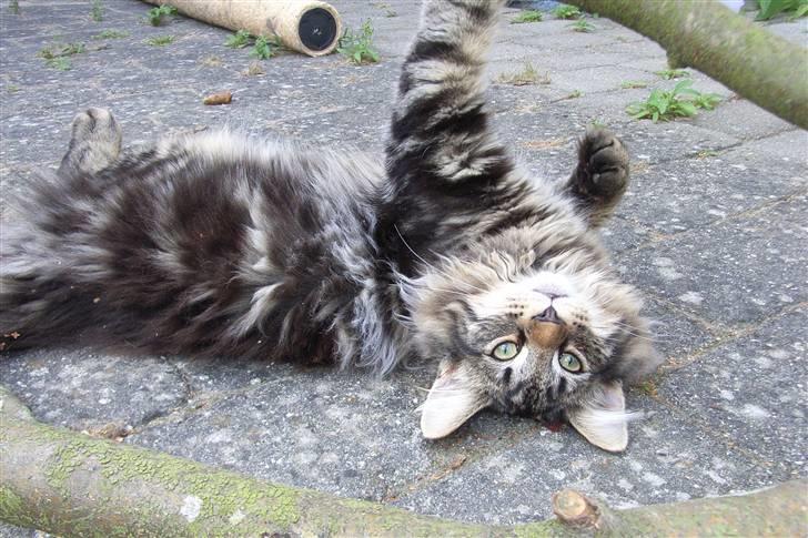 Norsk Skovkat DK Joven´s Bugatti billede 1