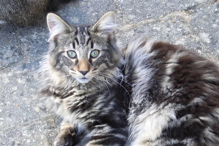 Norsk Skovkat DK Joven´s Bugatti billede 3