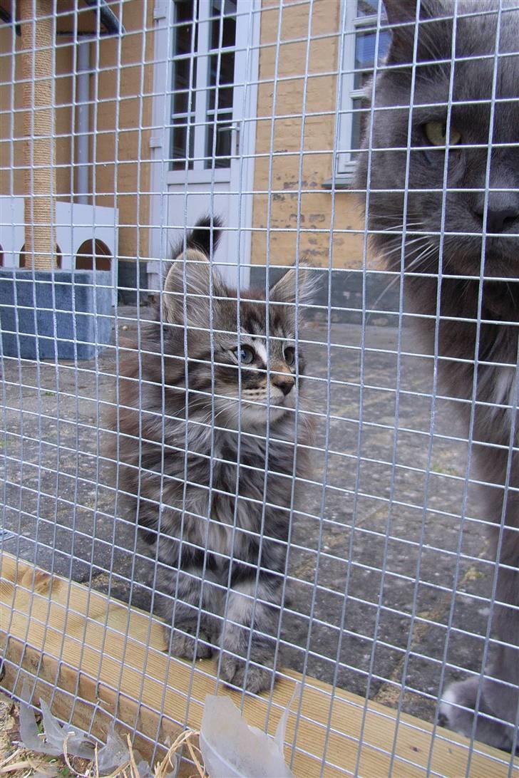 Norsk Skovkat DK Joven´s Bugatti billede 6