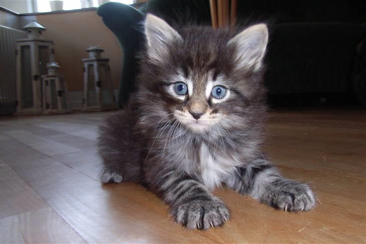 Norsk Skovkat DK Joven´s Bugatti billede 7