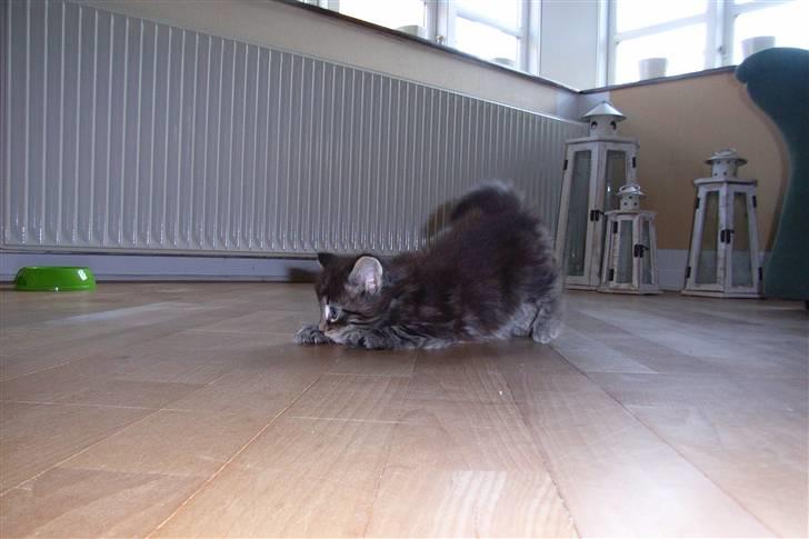 Norsk Skovkat DK Joven´s Bugatti billede 8