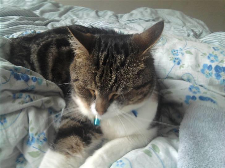 Huskat tiger - dejligt at have en hel dobbeltseng alene billede 2