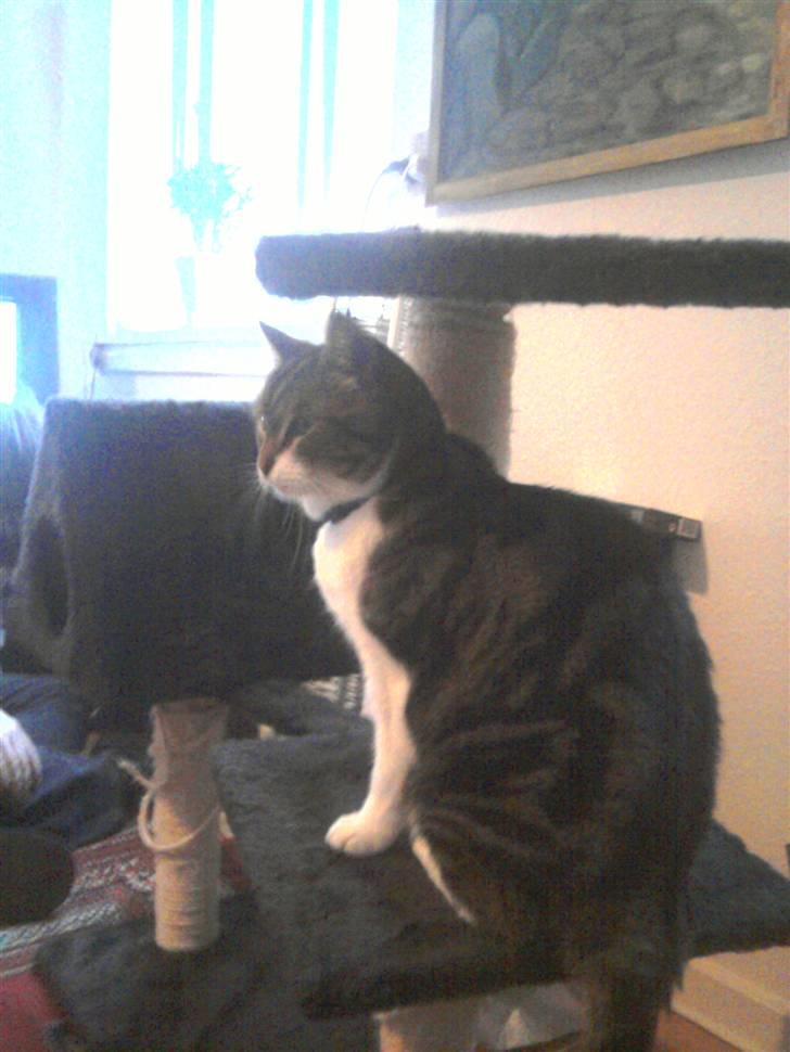 Huskat tiger - se så fint jeg sidder billede 3