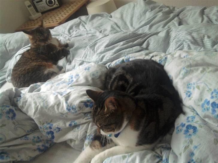 Huskat tiger - min søster (tøsen) og mig  billede 4