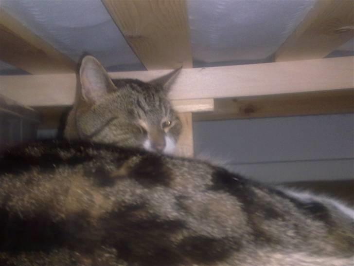 Huskat tiger - tja min søster tog jo sengen så må jeg jo bare lægge mig under mors og fars seng billede 5