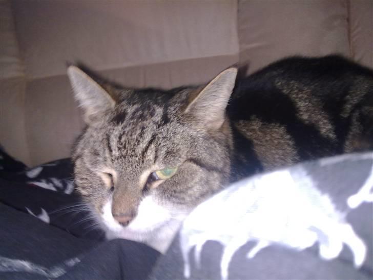 Huskat tiger - lige efter han var blevet opereret hans ene øje ku ikke lukke pga hævelse så det skulle dryppes billede 6