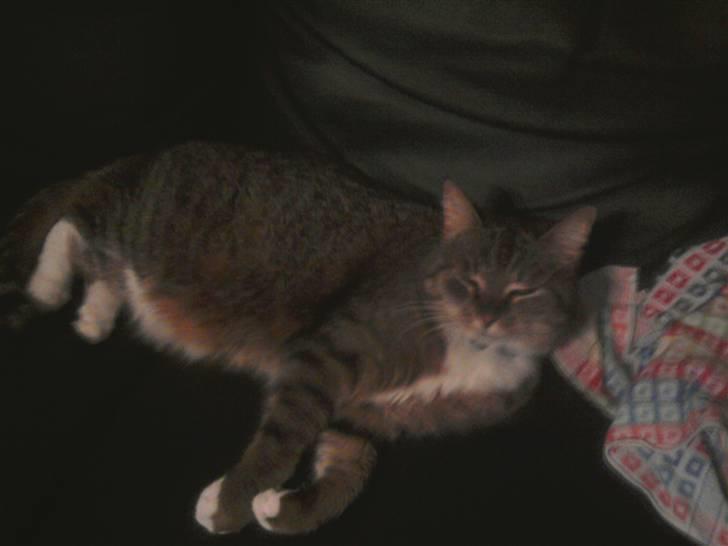 Huskat tøsen - jeg elsker at lægge i mors sofa billede 1