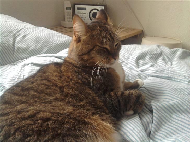 Huskat tøsen - uhh mor din seng er bare dejlig. hmm hvor mon du skal lægge i nat? i min seng?? billede 2