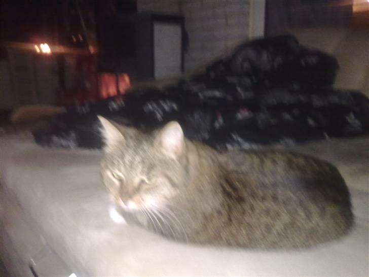 Huskat tøsen - kaldte du mor jeg har jo ikke tage din side a sengen det her er fars billede 4