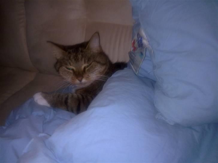 Huskat tøsen - du kan godt glemme det mor du får ikke min dyne billede 6