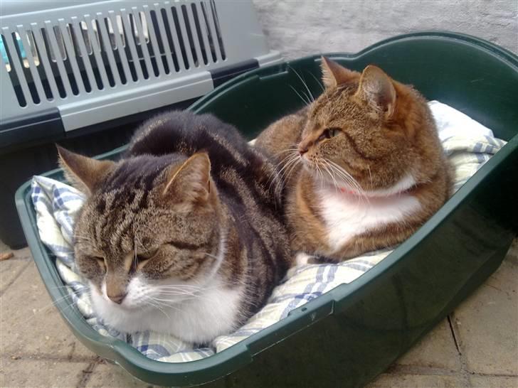 Huskat tøsen billede 7