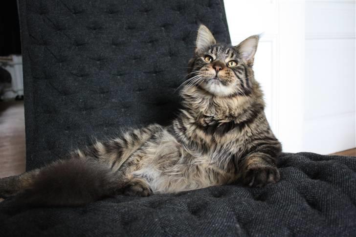 Maine Coon Hans-Christian billede 6