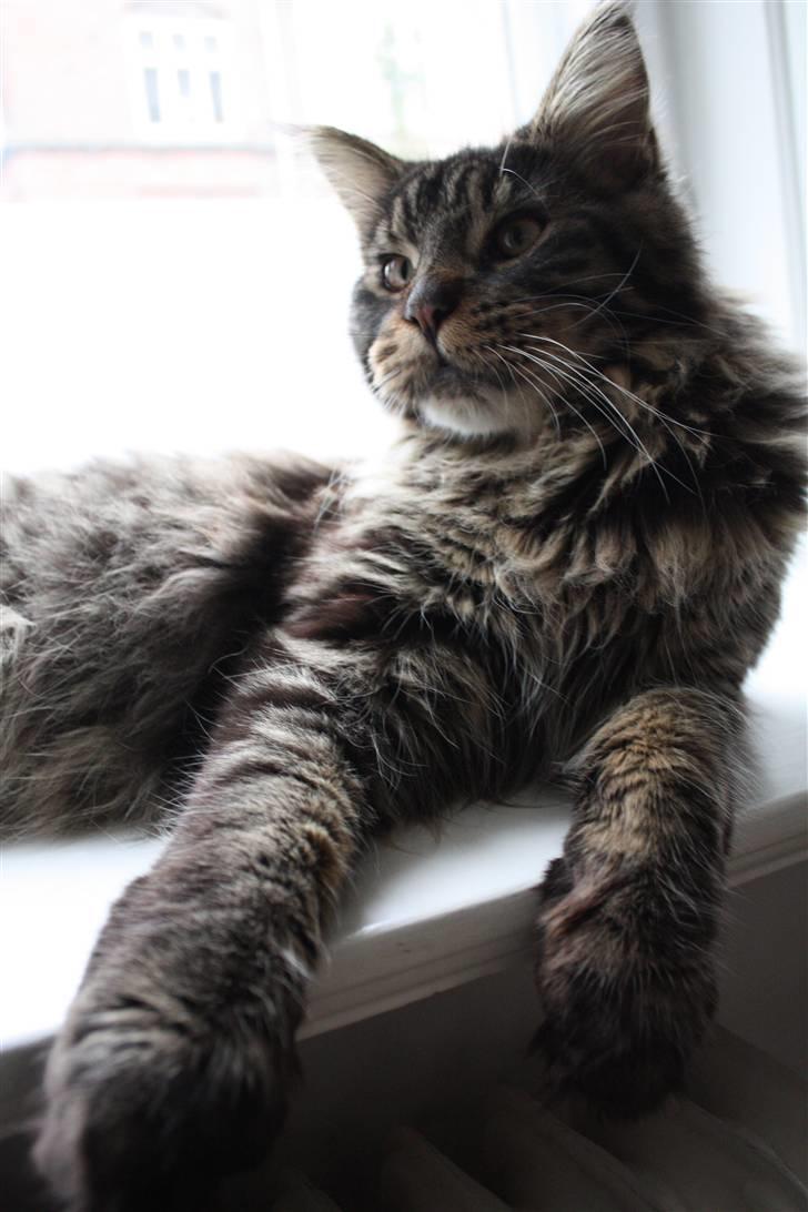 Maine Coon Hans-Christian billede 7