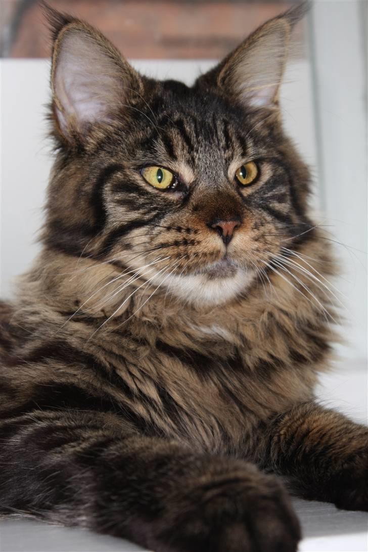 Maine Coon Hans-Christian billede 8