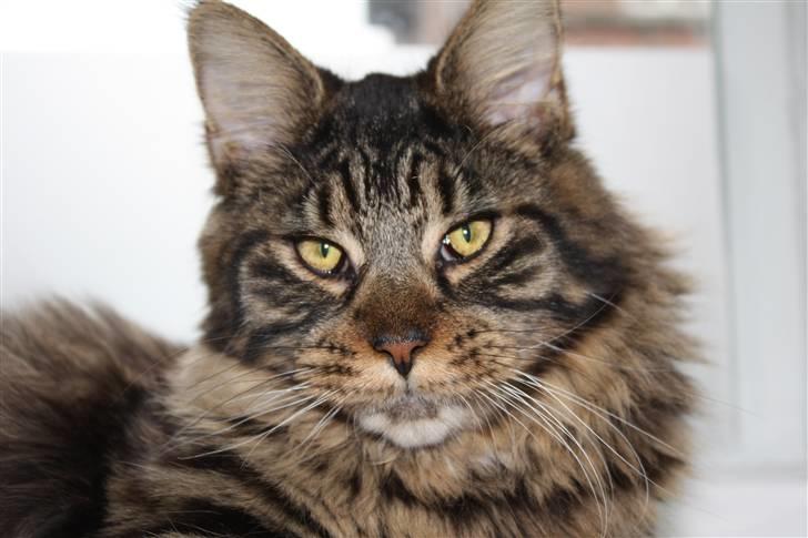 Maine Coon Hans-Christian billede 9