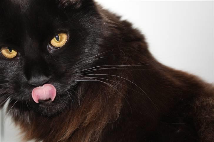 Maine Coon Martha billede 7