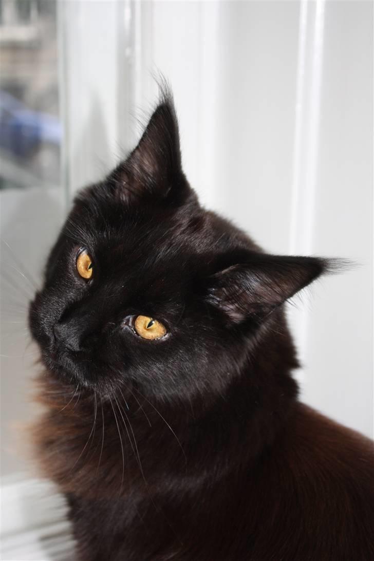 Maine Coon Martha billede 8