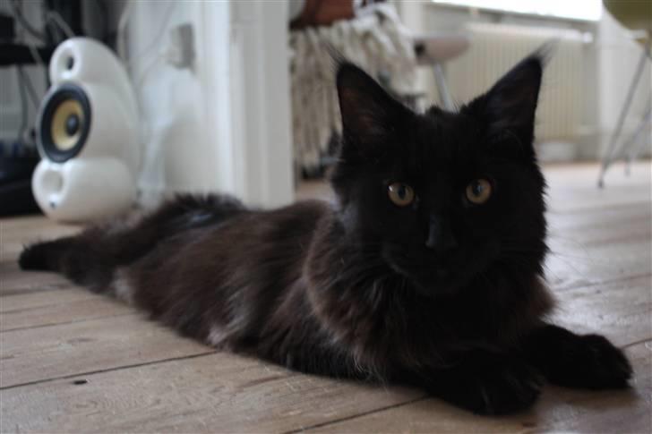 Maine Coon Martha billede 9