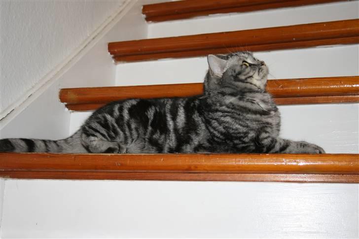 British Shorthair frede - tror han ser på noget :D så sød han er billede 6