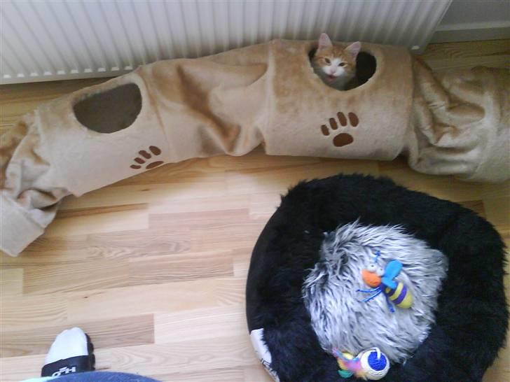 Norsk Skovkat Baltazar - HER ER JEG MOAR!! billede 13