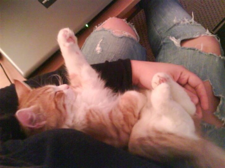 Norsk Skovkat Baltazar billede 14