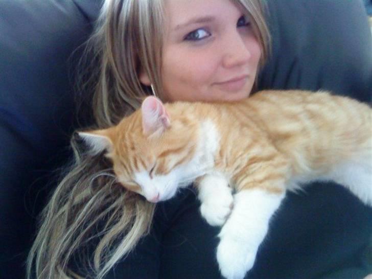 Norsk Skovkat Baltazar billede 15