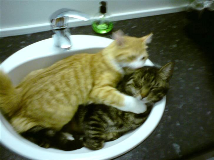 Norsk Skovkat Baltazar billede 16