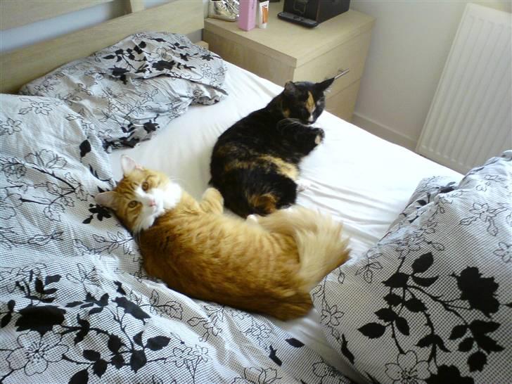 Norsk Skovkat Baltazar billede 17