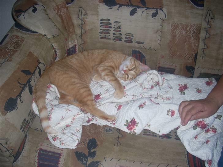 Huskat Zakie *R.I.P.* billede 14