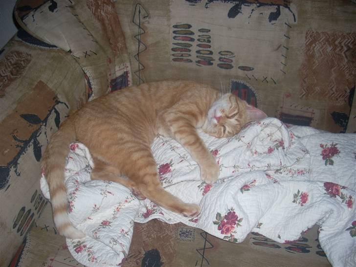 Huskat Zakie *R.I.P.* billede 15