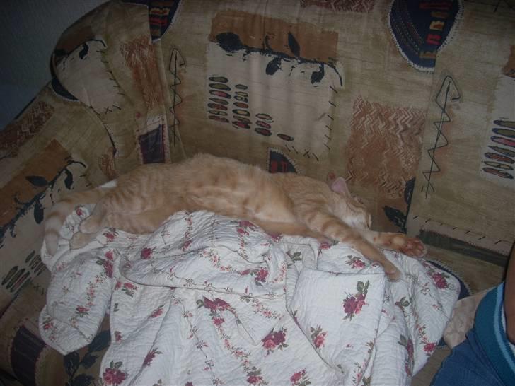 Huskat Zakie *R.I.P.* billede 16