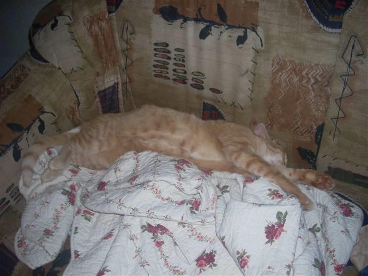 Huskat Zakie *R.I.P.* billede 17