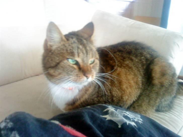 Huskat tøsen - jeg holder øje med det uden for selv om jeg lægger her bare rolig mor billede 8