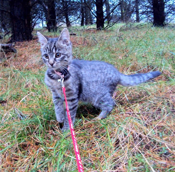 Blanding af racer Sally - Velkommen til Sallys profil. Sally i skoven. :) billede 1