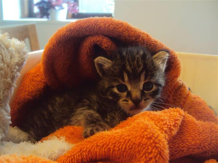 Blanding af racer Sally - Sally dagen efter jeg fandt hende. billede 2