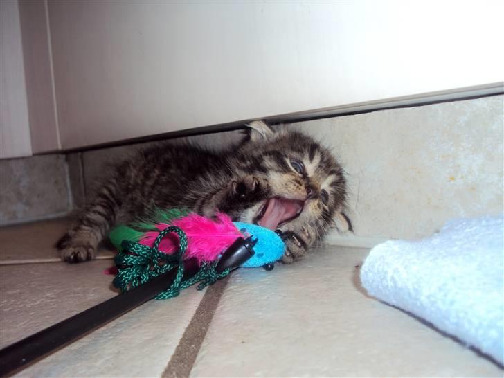 Blanding af racer Sally - Dræbermissen. :) billede 3