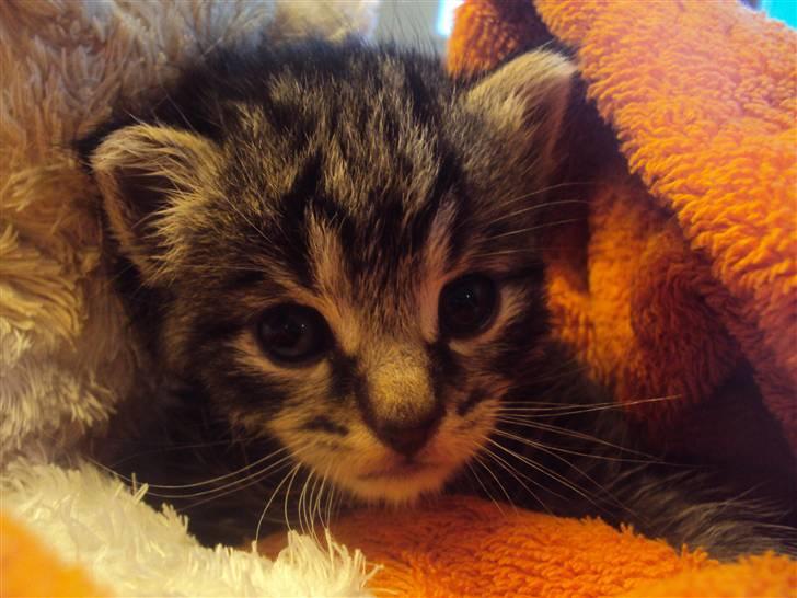 Blanding af racer Sally billede 4