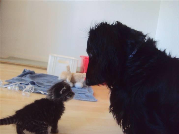 Blanding af racer Sally - Sally og min hund Sigurd. De er heldigvis rigtig gode venner, og leger så godt sammen som de nu kan. :) billede 6