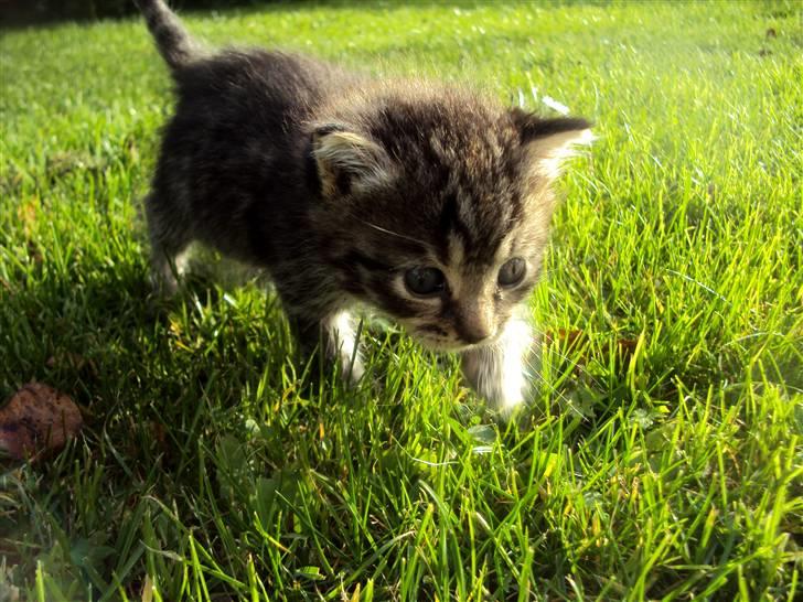 Blanding af racer Sally - Sally ude på græs for første gang ved os. Hun har været ude får da hendes mor var ude kat.  billede 7