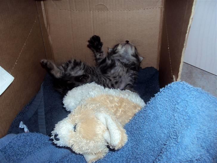 Blanding af racer Sally - Sally kan sove på de mærkeligste måder. billede 8