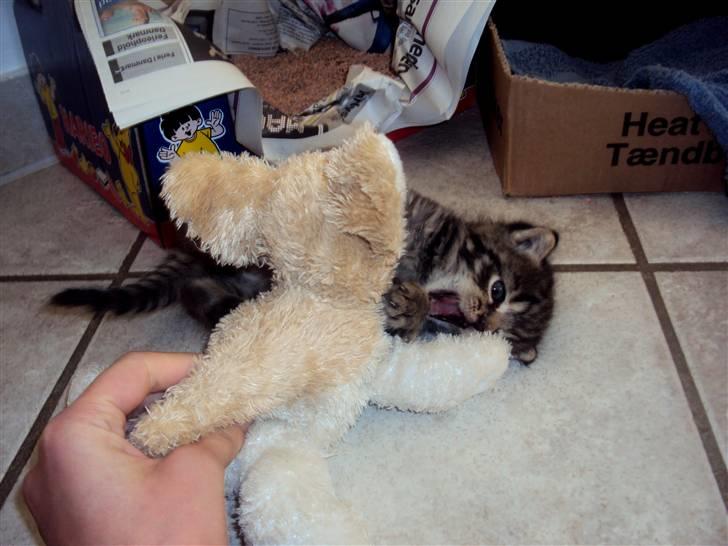 Blanding af racer Sally - Sally øver sig i at "slås" med den bamse. :) billede 9