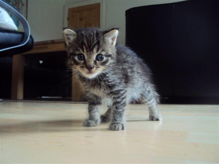 Blanding af racer Sally billede 10