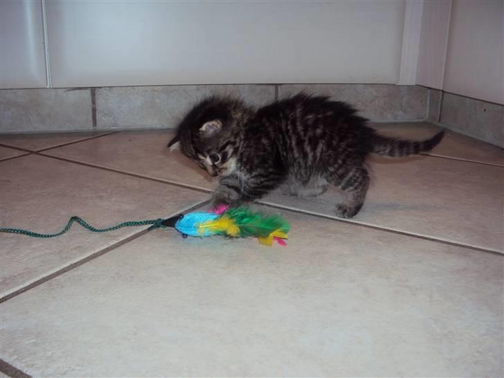 Blanding af racer Sally billede 11