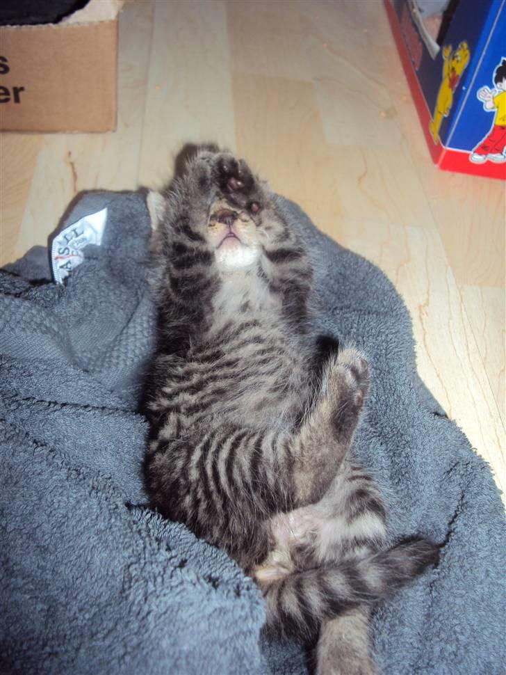 Blanding af racer Sally billede 12